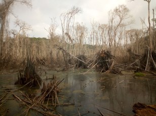 image-e1308b9b-4aa3-4a01-a26f-bae78ea770cc